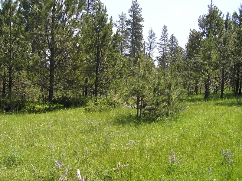 View to the east from the confluence.