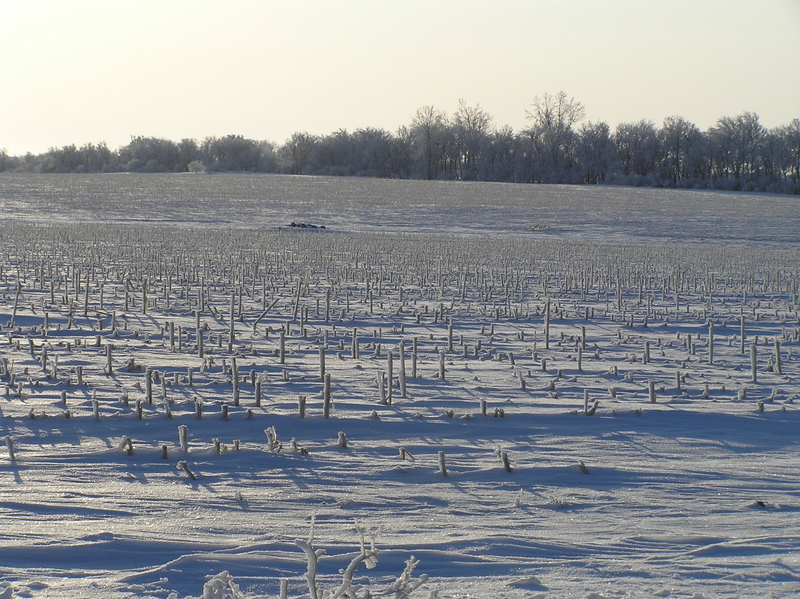 The site of 45 North 97 West lies just to the far side of the broken up mound in the center-right of the photograph.