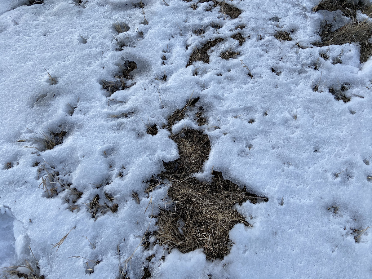 Ground Cover at the confluence point.