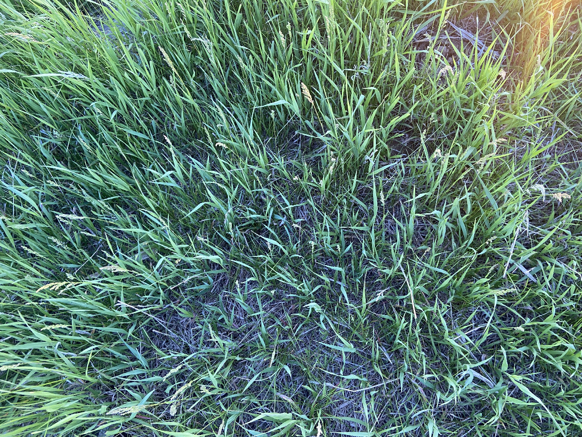 Ground cover at the confluence. 