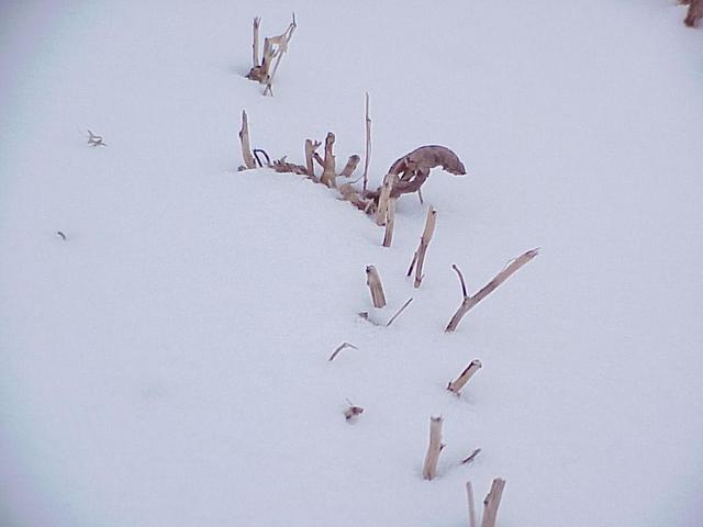 Ground cover at confluence site.