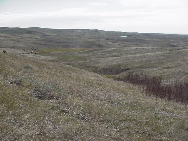 45N-101W-At the site looking SE with the cows.