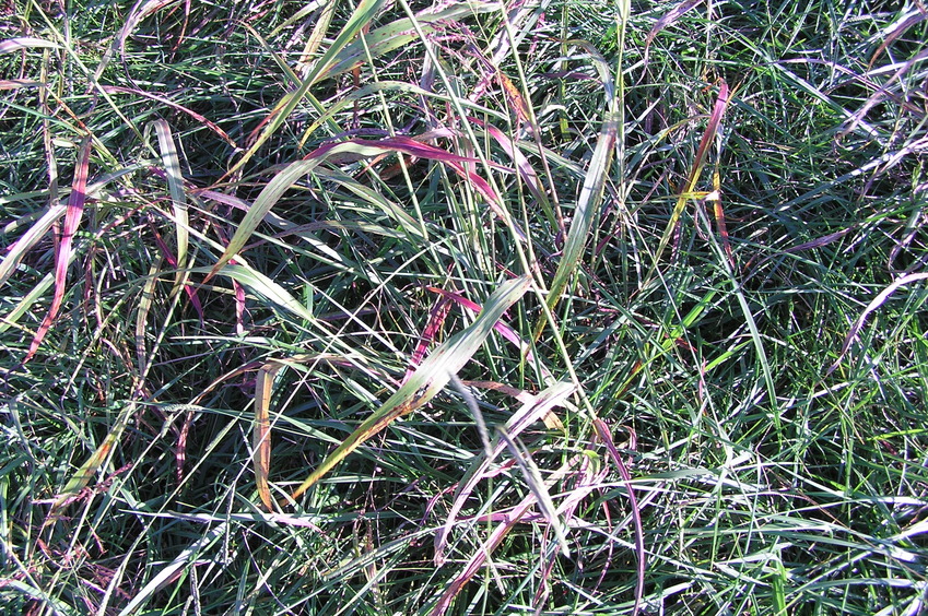 Ground cover at the confluence point.