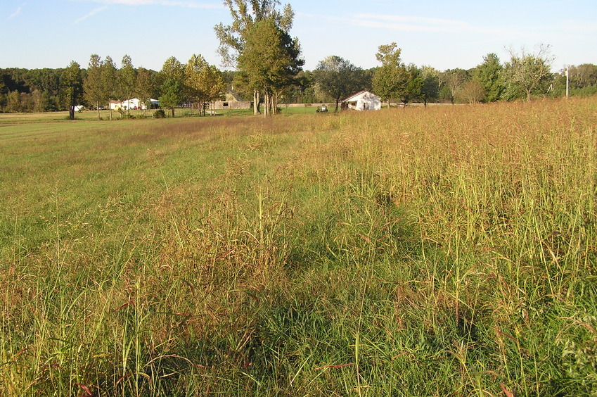 View to the north from the confluence.