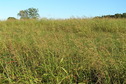 #6: View to the east from the confluence.