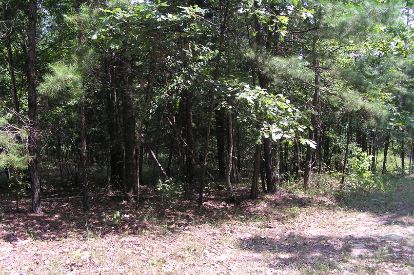 View to the north from the confluence point. 