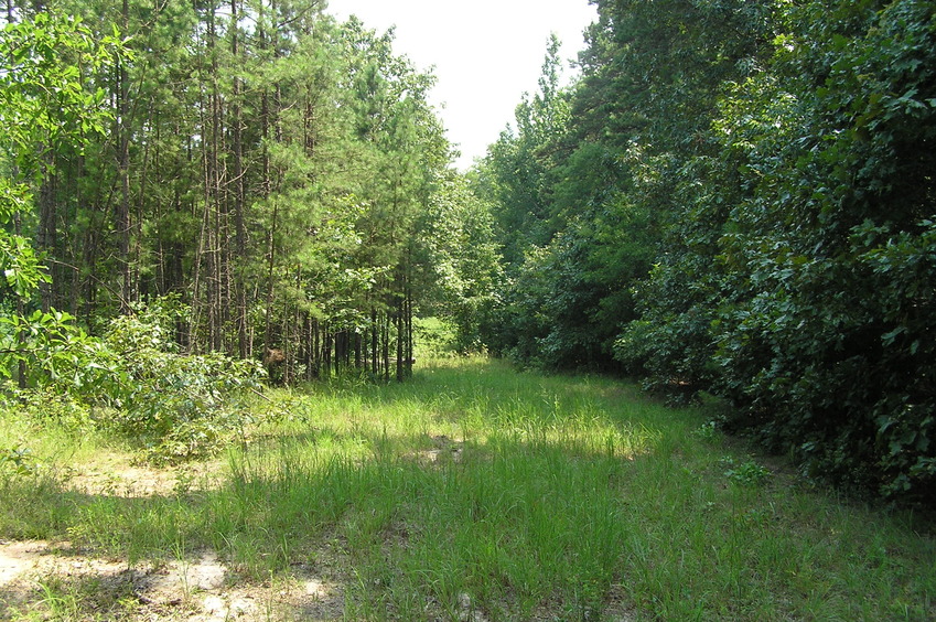 View to the south from the confluence.