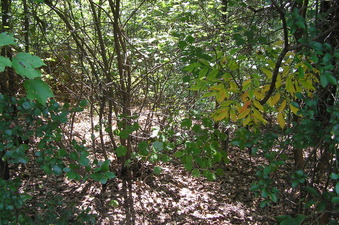 #1: The site of 35 North 89 West, just beyond the foreground, in these woods, looking west.