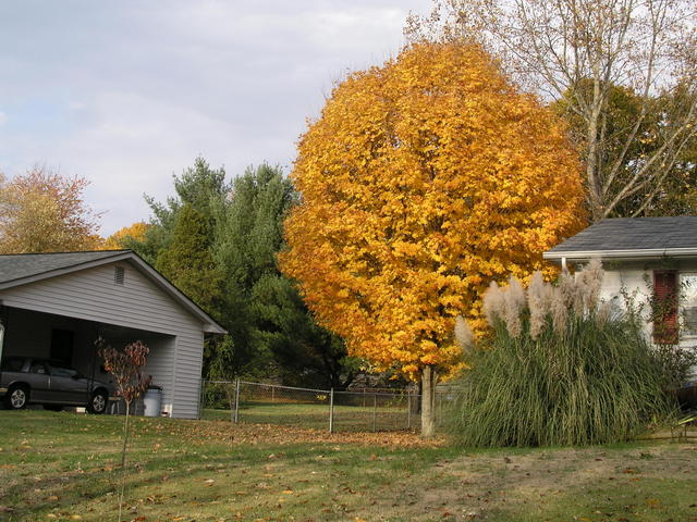 Looking northeast to 36N 084W from Wilkerson Road.