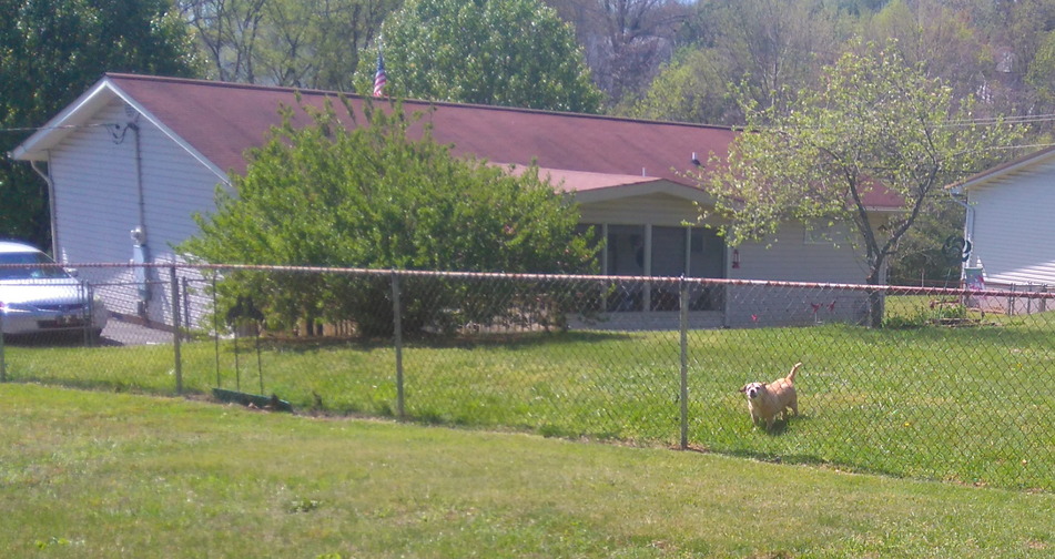 Neighbour's barking dog