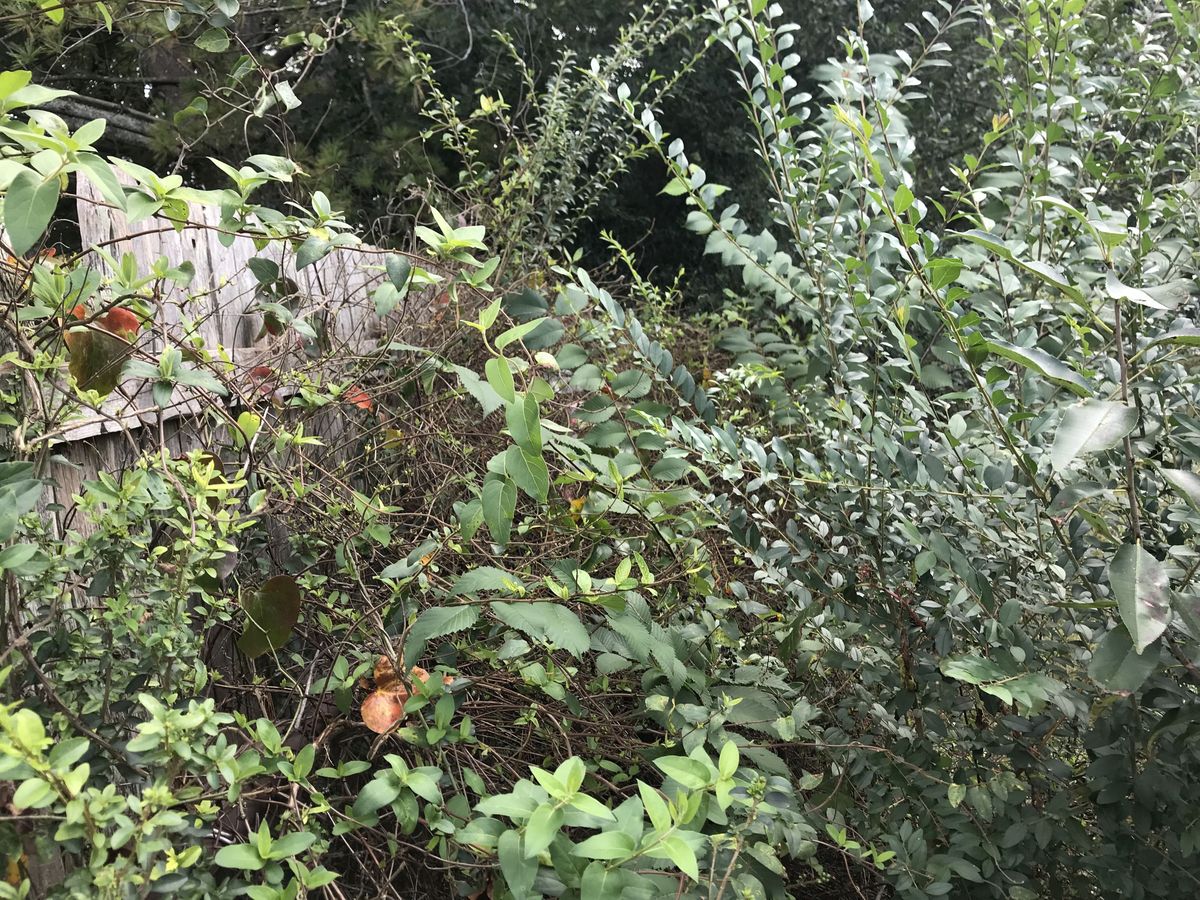 Shrub where confluence is located, looking east. 