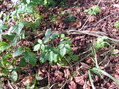 #4: Thorny groundcover at the confluence point.