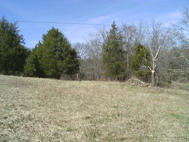 Looking NW from the confluence point with cedar trees