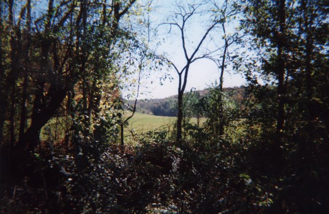 View looking up valley between trees