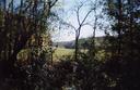 #2: View looking up valley between trees