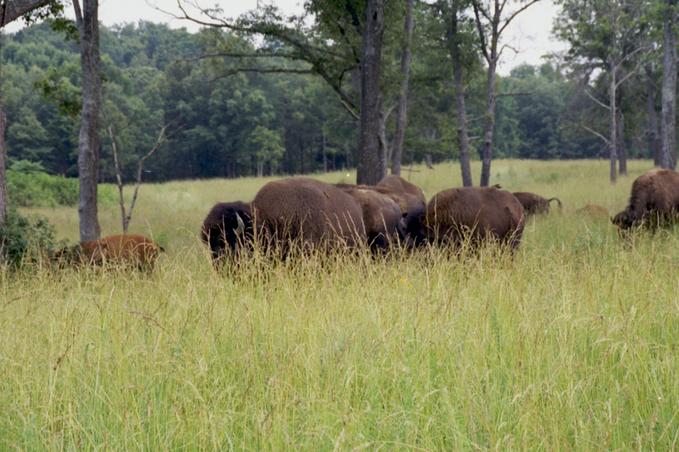 Buffalo and Elk at nearby Land Between Lakes