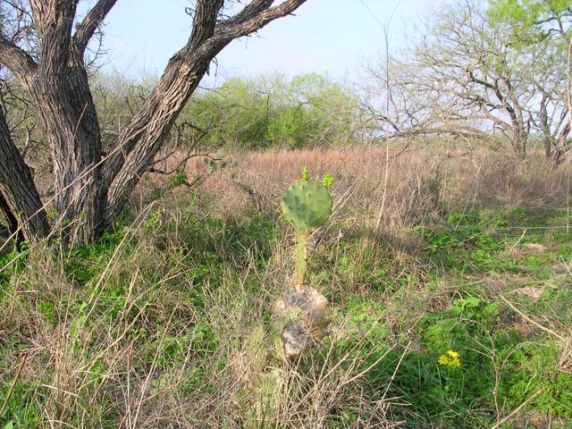 Prickly pear cactus 30 feet (9 meters) northwest of the confluence