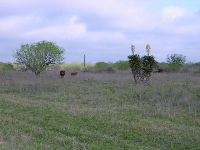 Beef--it's what's for Thanksgiving dinner (and Spanish dagger, or pita plants)