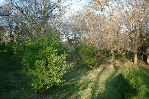 Looking East from the confluence.