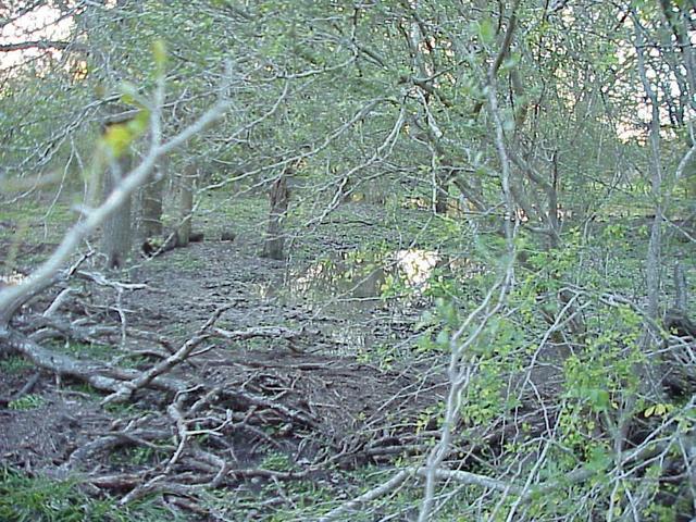 View to the west from the confluence.