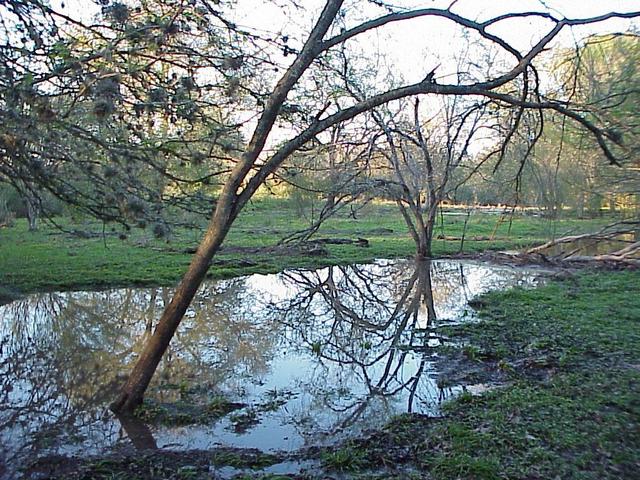 Looking northeast from the wet area about 30 meters north of the confluence.