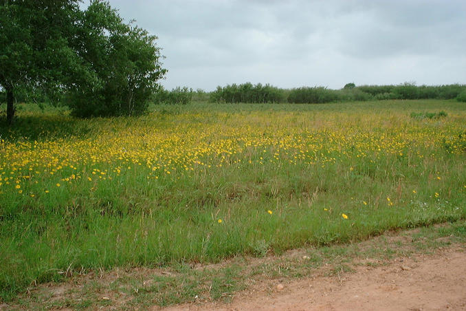 Wildflowers near the confluence