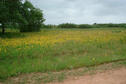 #5: Wildflowers near the confluence