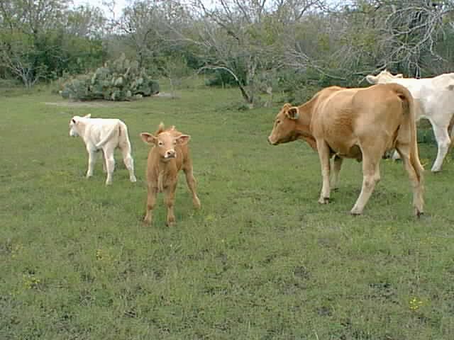 Cows