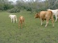 #5: Cows