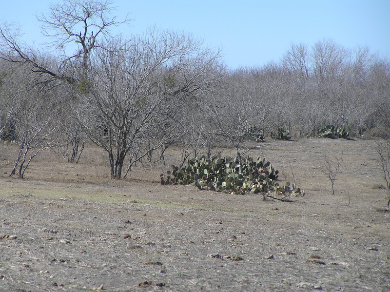 From the confluence, a view of the cactus and surrounding landscape, looking north.