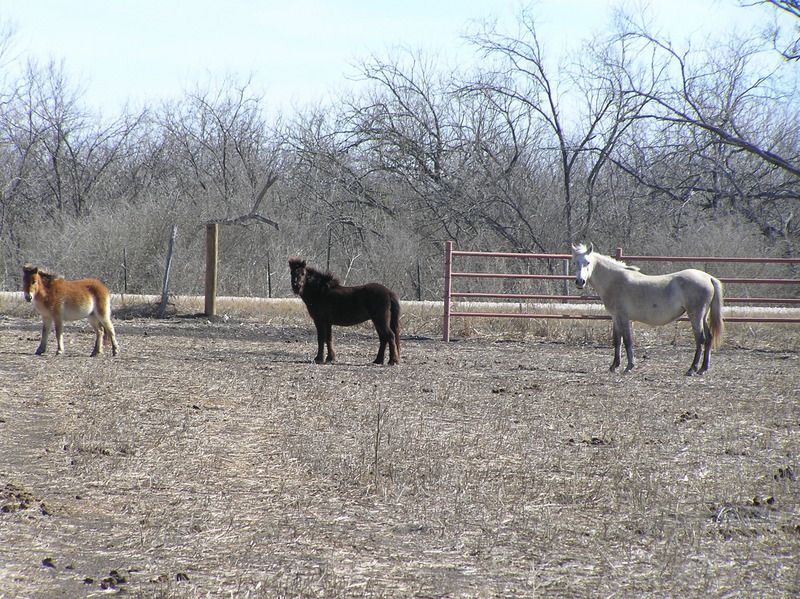 The now-famous residents of the field southeast of the confluence land.