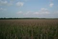 #3: Looking North from the confluence.