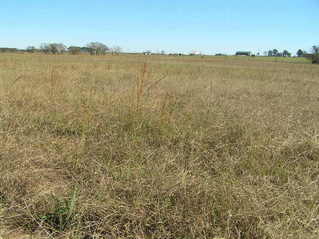 #1: Confluence of 30 North 96 West about 2 meters in the foreground of this photograph, looking northeast.