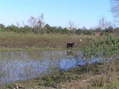 #5: About 120 meters northwest of the confluence, looking northeast.