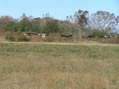 #8: View to the west from the confluence.