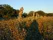 #2: The fence 50 feet south of the confluence