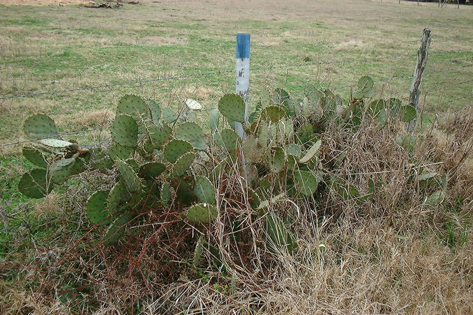 Cactus country