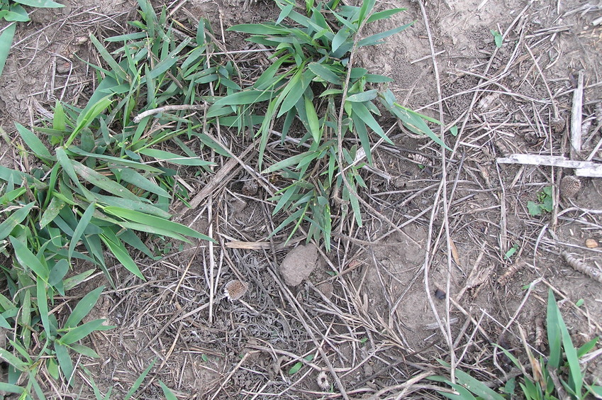 Groundcover at 30 North 97 West:  Pasture land.