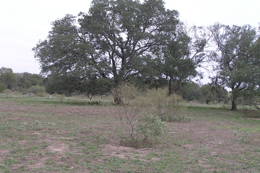 View to the north from the confluence.