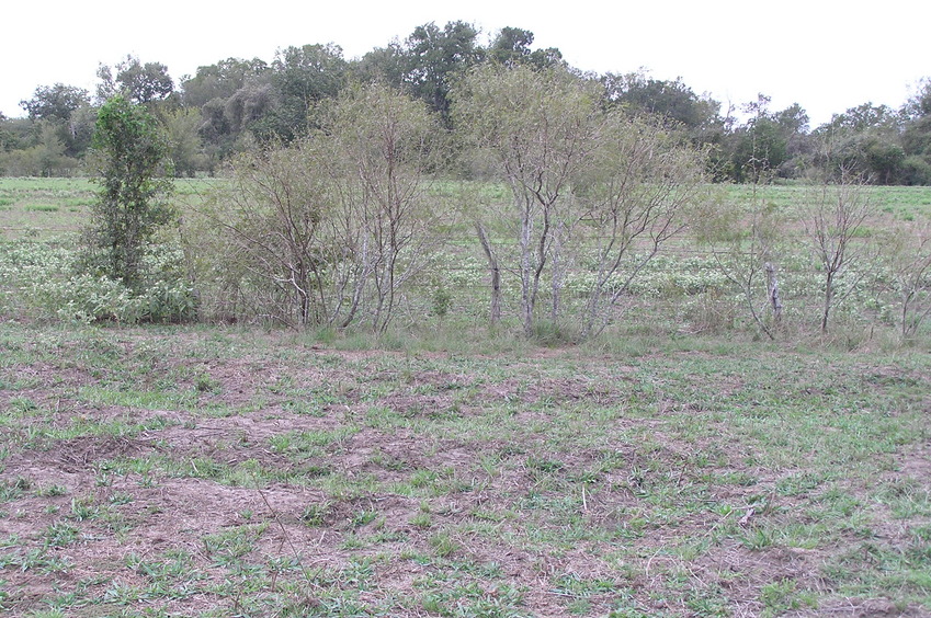 View to the south from the confluence.