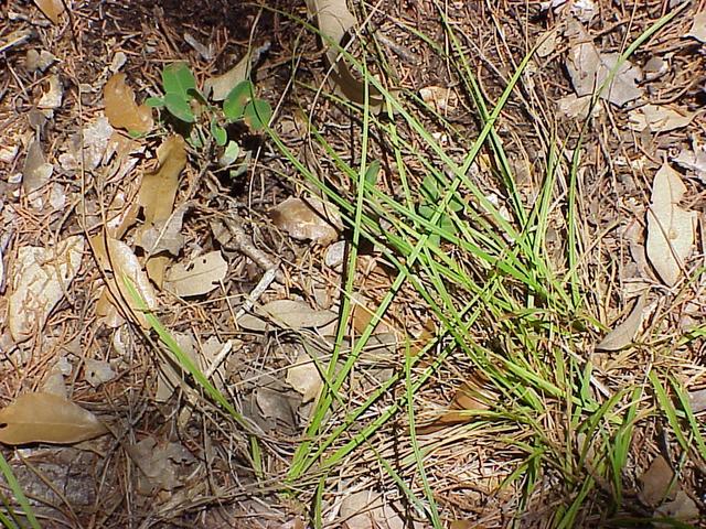 Ground cover at confluence.