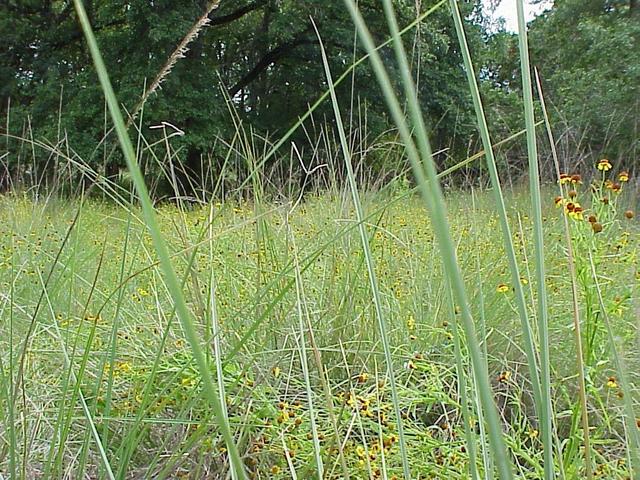 View from the grassy confluence to the south.