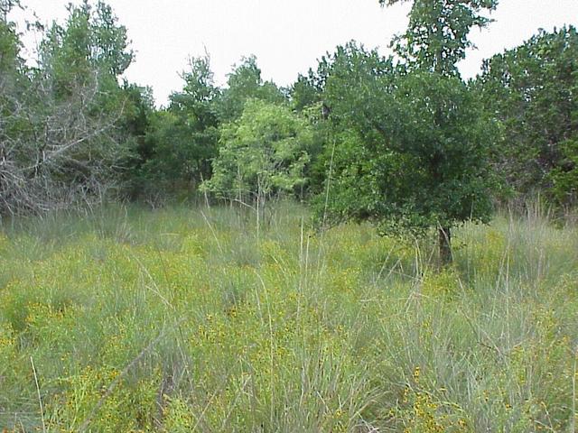 View to the north from the confluence.