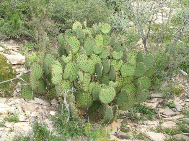 Nature's "No Trespassing" sign