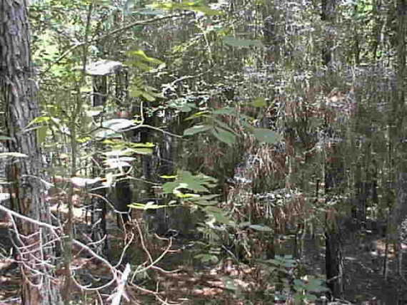 View East from the 31-94 Confluence