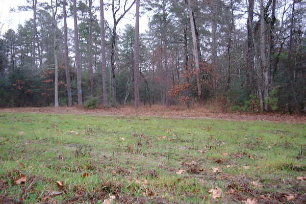 The clearing where we found the confluence.