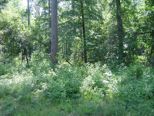 The confluence is just at the left tree