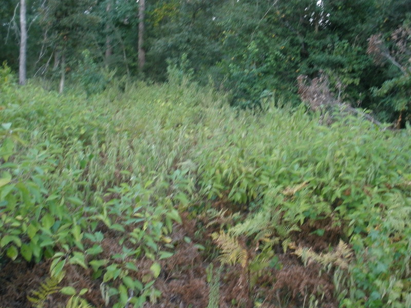 View towards the confluence from about 10 feet