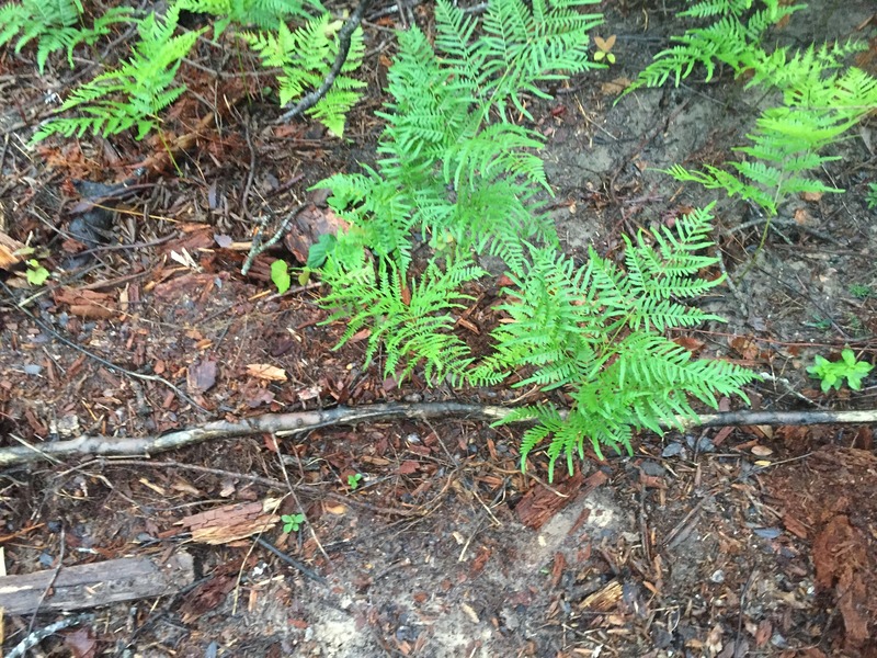 Ground cover at the confluence site.