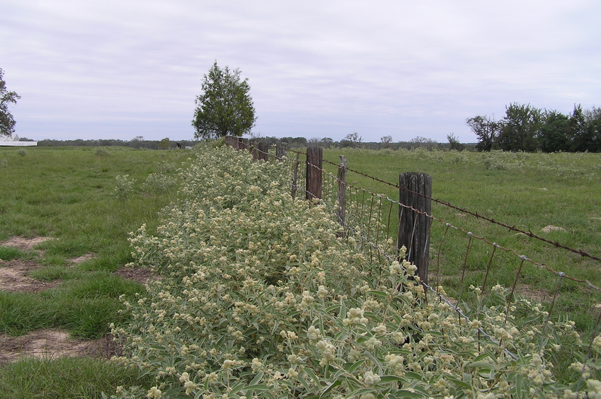 View to the north from the confluence.